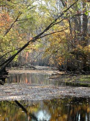 From Merchants Mill Pond Kayak Trip 10/01